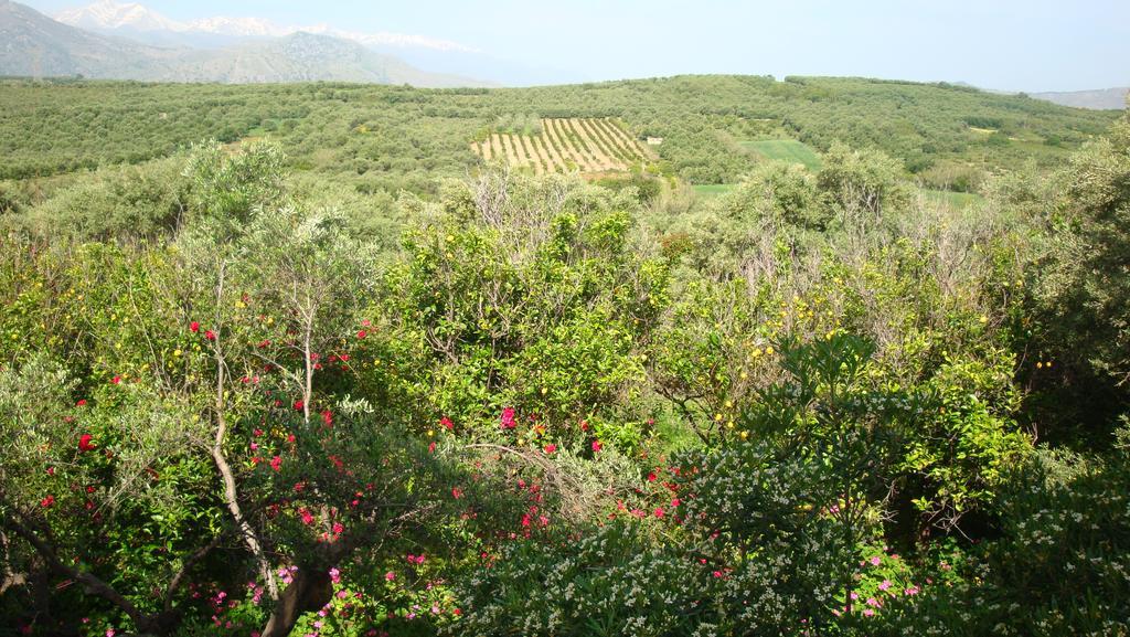 Calamon Apartments Episkopi-Chania Exteriér fotografie